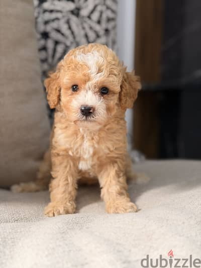 Poodle puppy toypoodle بودل