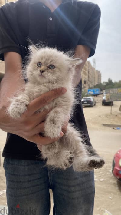 هيمالايا