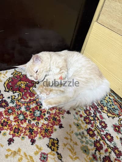 Cat female 5 months for adoption