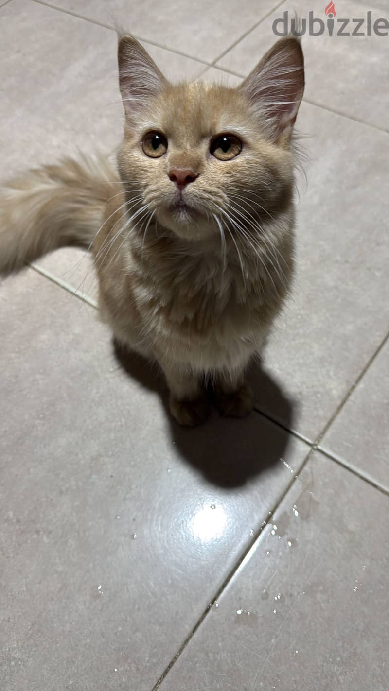 Cat female 5 months for adoption 1