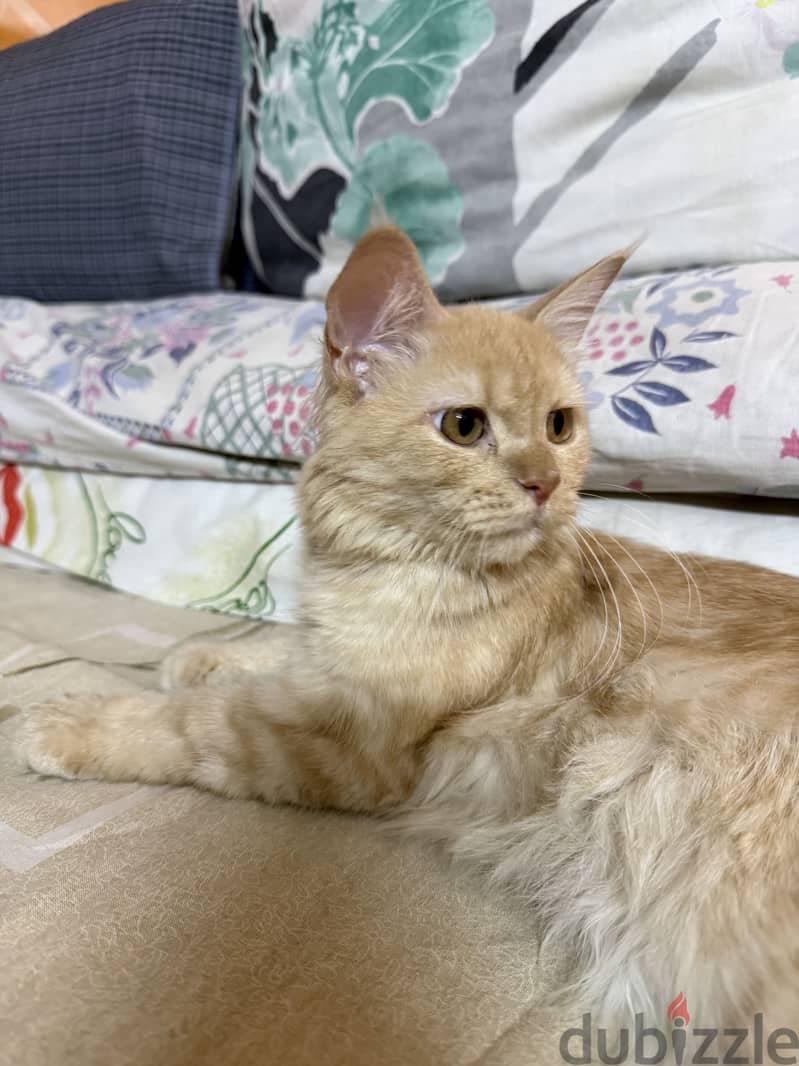 Cat female 5 months for adoption 2
