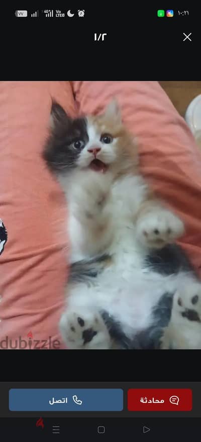 قطط شيرازي للبيع