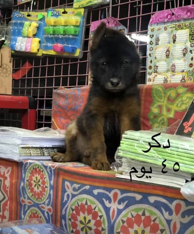 جرو جيرمن بيور عمر 50 يوم