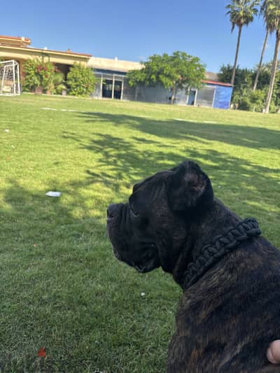 Cane corso for mating only ذكر كين كورسو للجواز