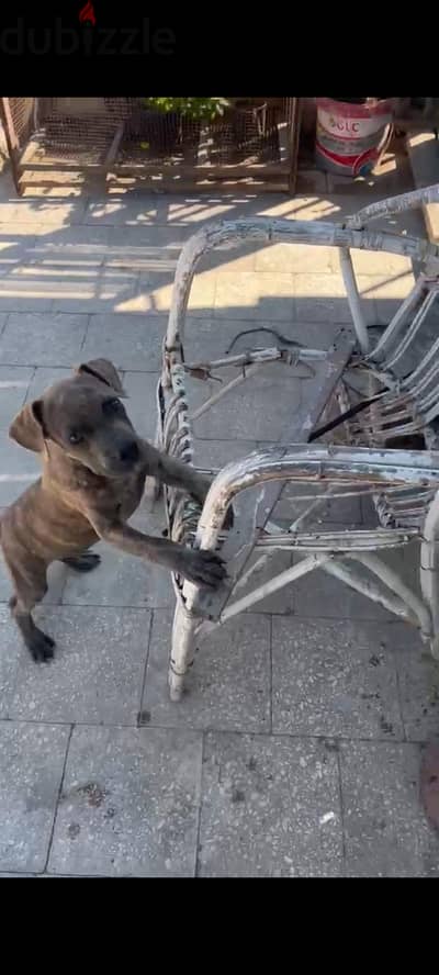 كلب بيتبول للبيع  بسعر ٣٠٠٠