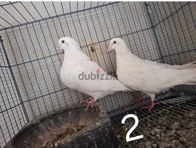 ٢ قص لاحم فرنسي بيور اللهم بارك