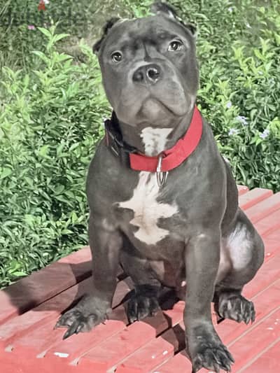 American Bully ابن SILVER — متربي في البيت ومتأسس في الطاعة