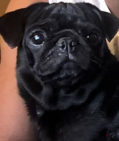 بج pug بلاك مستوي مميز