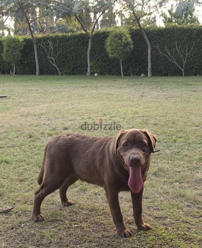 Labrador Retriever لابرادور تشوكليت pure سلالة مستوردة عمره سنه وشهرين