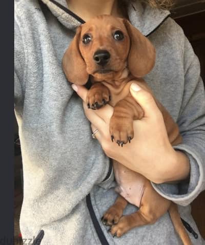 puppy Dachshund