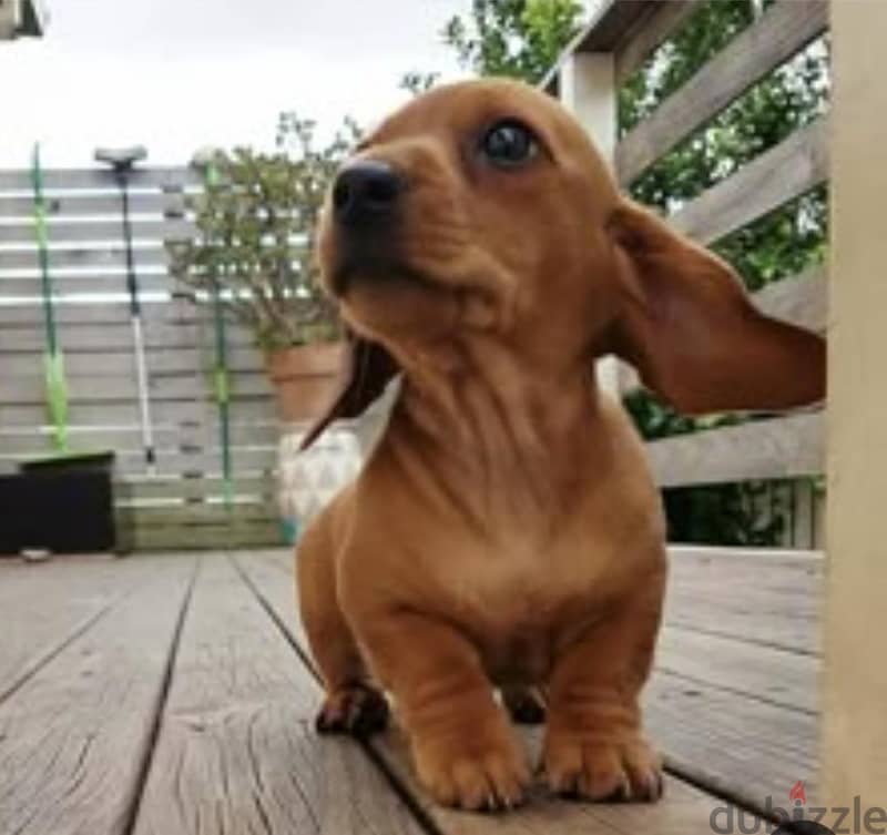 puppy Dachshund 1