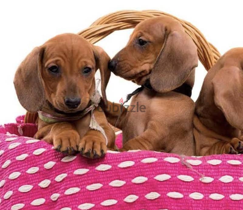 puppy Dachshund 2