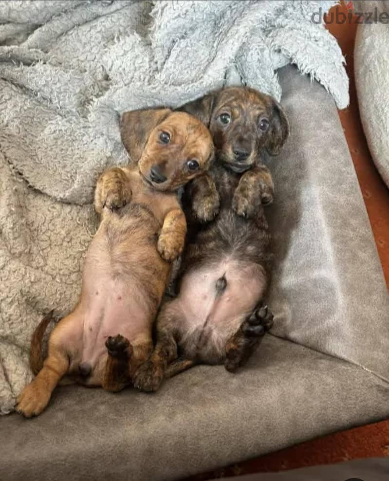 puppy Dachshund 4