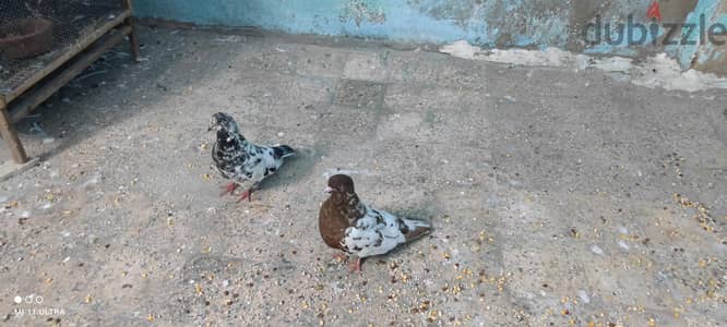 حمام روماني
