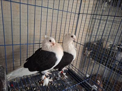قص عنبري كشك شغال اللهم بارك