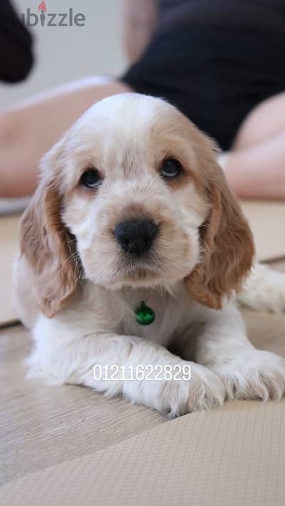 Cocker spaniel puppies جراوي كوكر