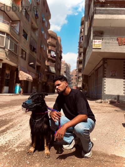 جيرمان شيبر