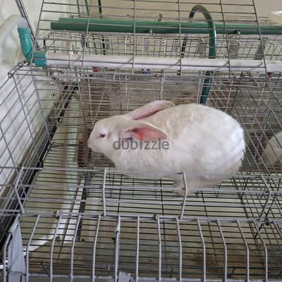 ارانب سلاله هاي بلس فرنساوي