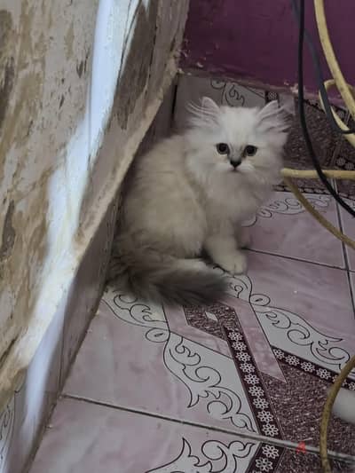 قطط بيور برشين و هياملايا