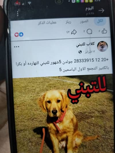 كلب للتبني