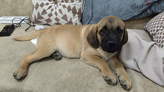 جرو بولماستيف bullmastiff puppy