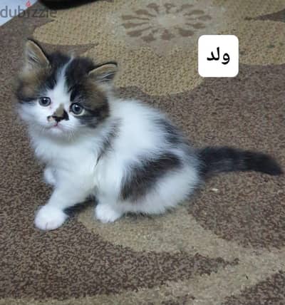ولدين شيرازي جمال وحلوين وصحة ولعب مفيش زيه رات