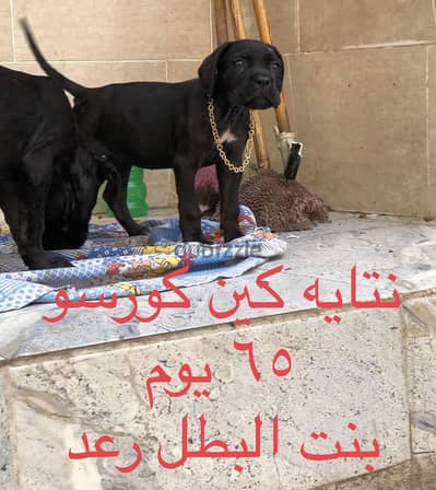 كين كورسو