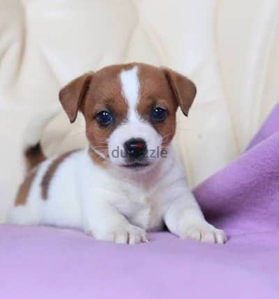 Jack russel puppy