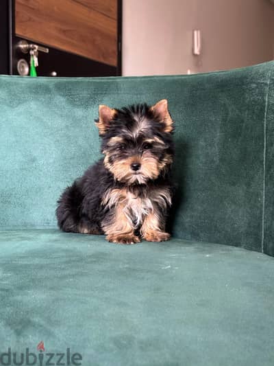 Yourkshire puppy