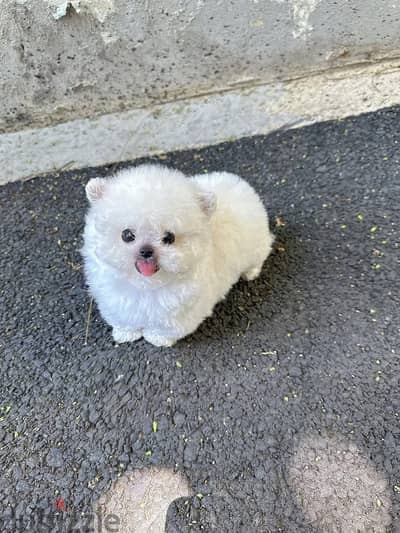 Bichon frise puppy