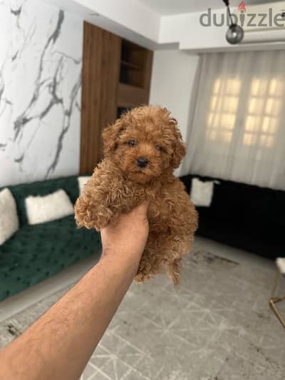 Toypoodle puppy
