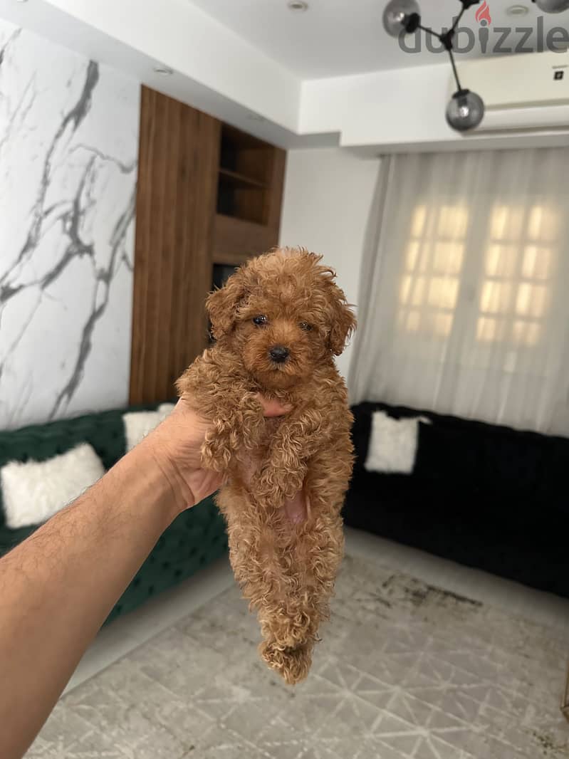 Toypoodle puppy 1