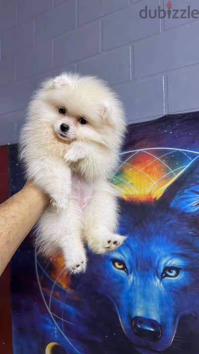 pomeranian tea cup