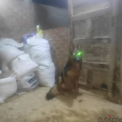 جيرمان شيربد لونج هير