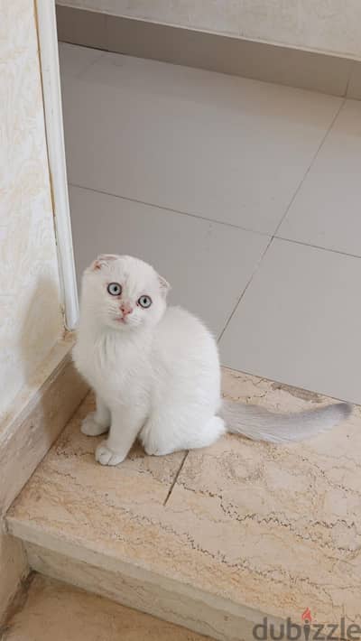 Scottish Fold