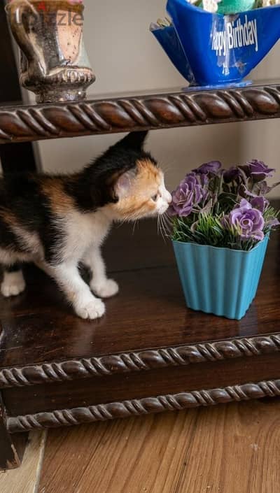 للتبنّي – ٣ قطط صغيرة كيوت|||||| FOR ADOPTION – 3 ADORABLE KITTENS