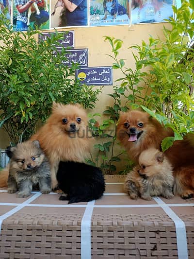 Pomeranian female اناث بوميرانيان مستويات خطيره