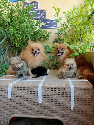 Pomeranian female اناث بوميرانيان مستويات خطيره