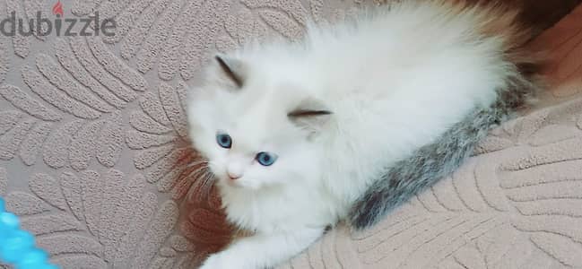 kittens ragadoll bure 45 days used litter box