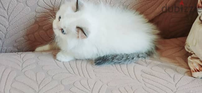 kittens ragadoll bure 45 days used litter box