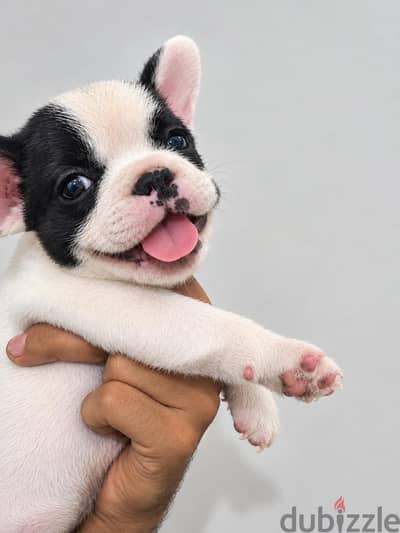 french bulldog