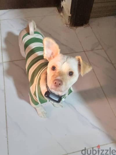 Dog shihtzy