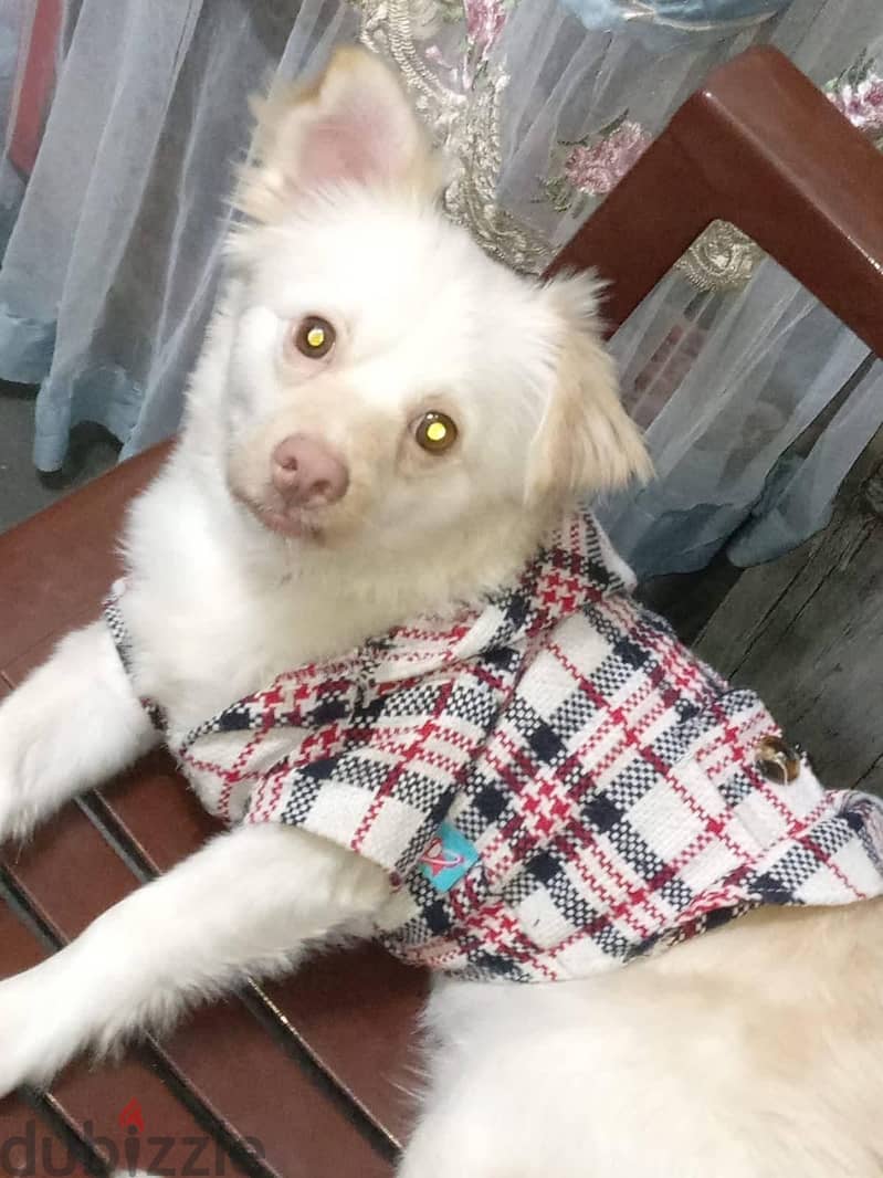 Dog shihtzy 1