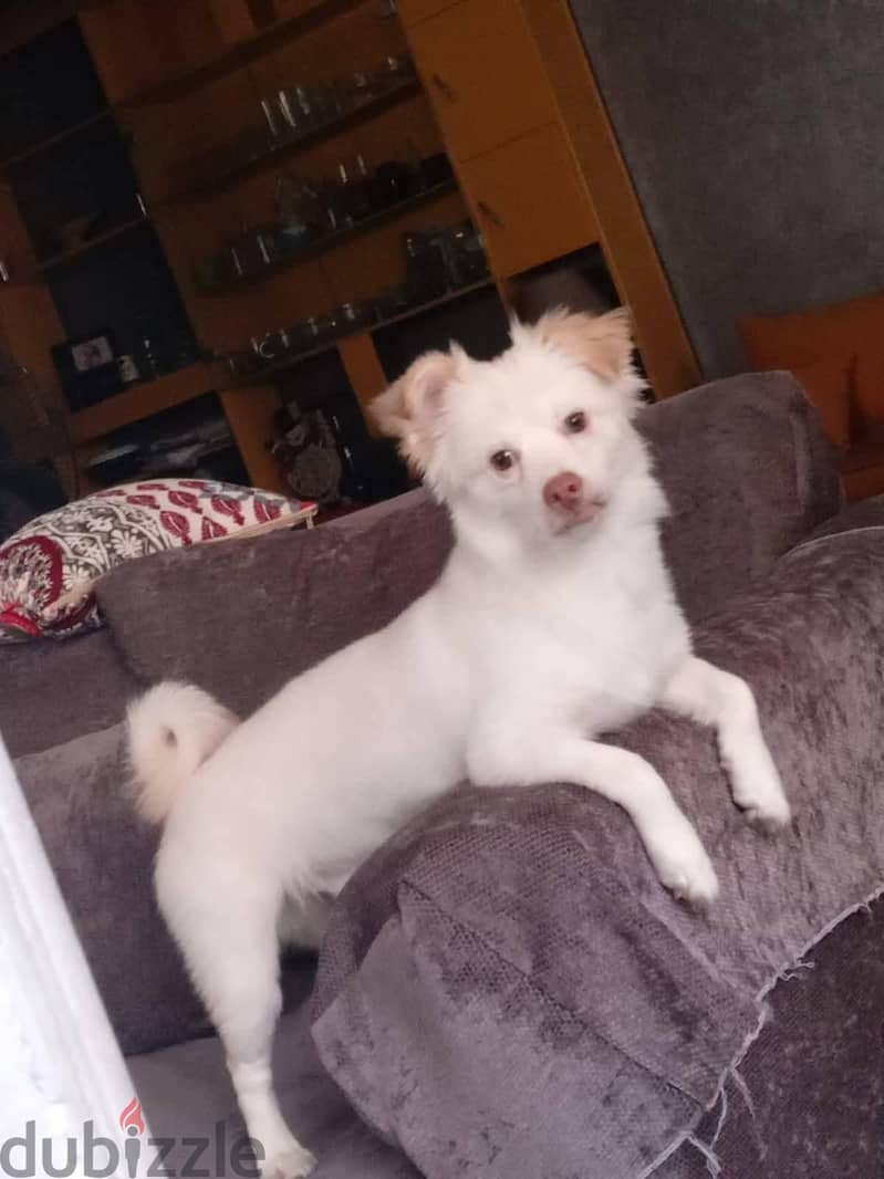 Dog shihtzy 2