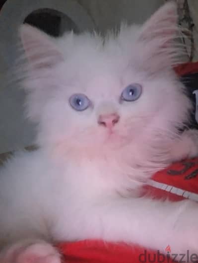 قطه شيرازي من أصول هيمالايا اورانج
