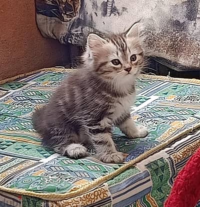 قطط شيرازي ذكر و انثى عمر ٦٠ يوم