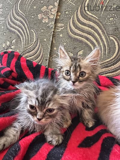 Cats for adoption