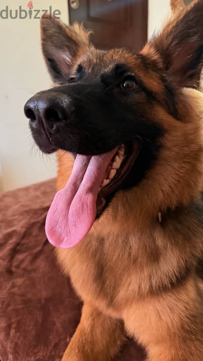 7 month old german shepherd for adoption!