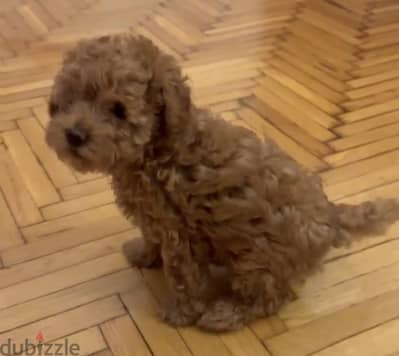 Toy poodle for sale