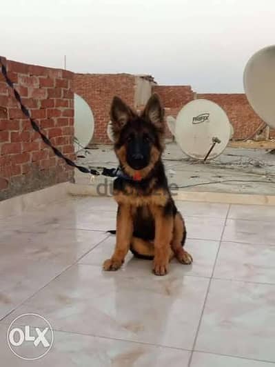 المرج الجديده